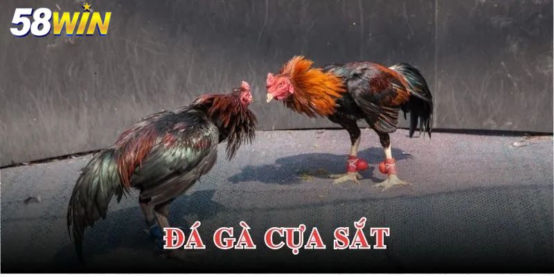 Giới thiệu đá gà cựa sắt