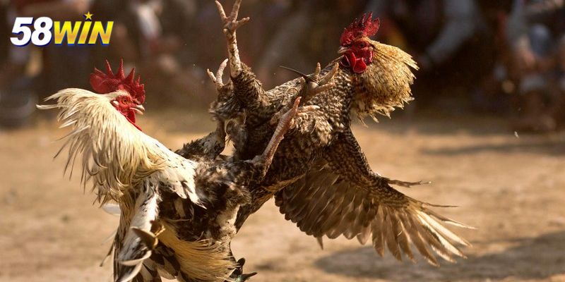 Lưu ý khi chơi đá gà cựa sắt tại nhà cái 58WIN